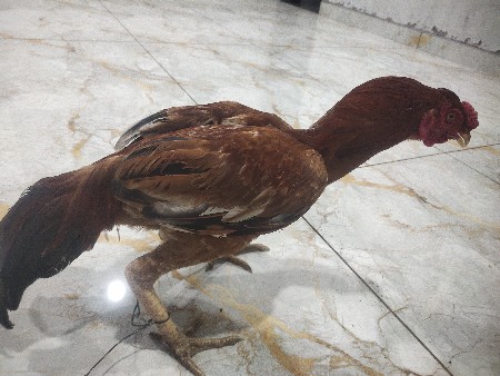 kukdo asil
