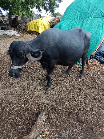 ભેંસ વેચવાની છે  બીજો વેટર