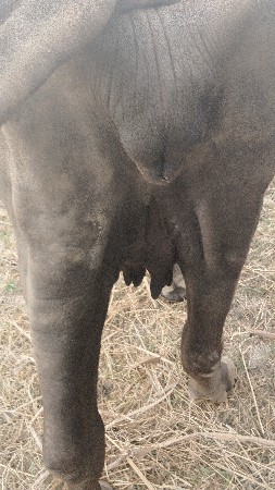 ખડેલી વેચવાની છે