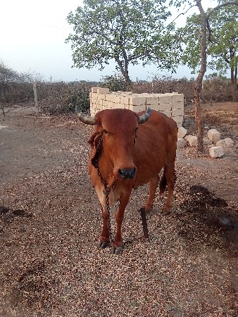 ગાય વેચવાની છે.