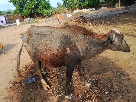 padi vechvani chhe
