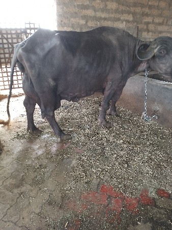 ભેંસ વેચવાની છે