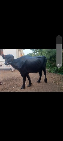 ભેસ   વેચવાની છે
