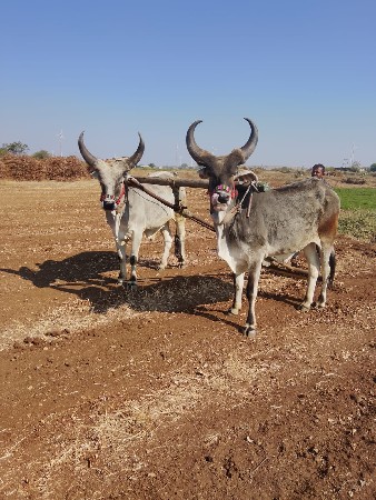 ગોઢલા વેચવાના છે