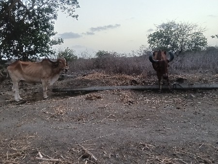 વેચવાના છે
