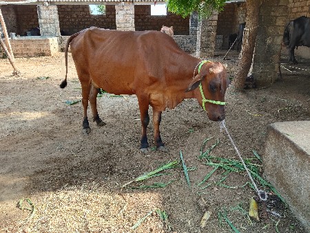 એસેફ ગાય વેશવાની છે