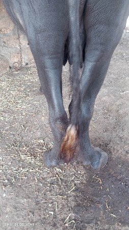 ખડેલી છે