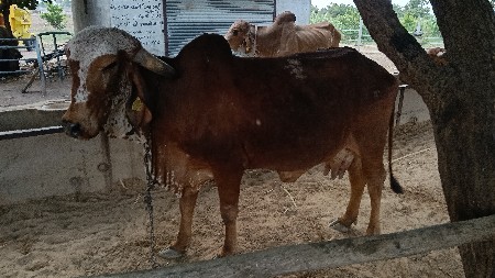 ગીર ગાય