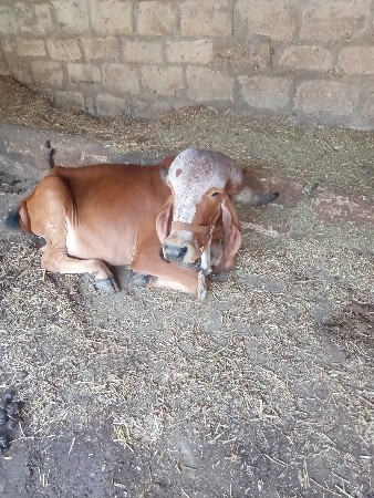 વોડકી વેચવાની છે  .