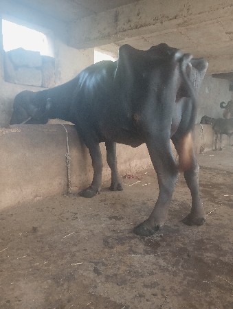 ભેંસ વેચવાની છે