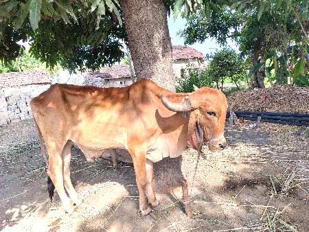 બળધ વેસવાનો સે
.