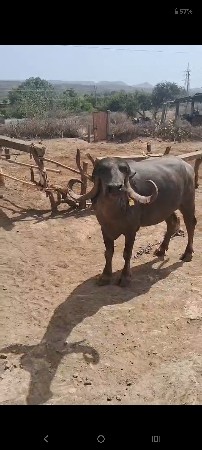 ભેંશ વેચવાની છે