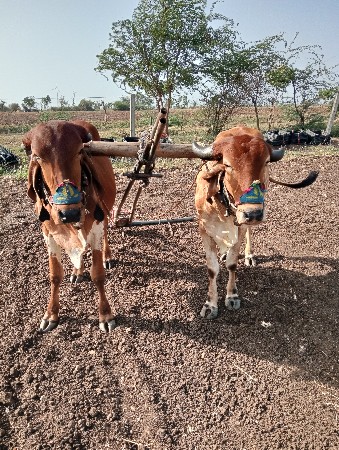 બળદ વેચવાના છે