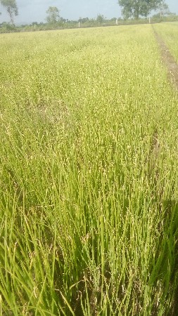 જમીન લે વેચ માટે મળો.8980478287