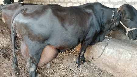 ગાય વેચવાની છે
