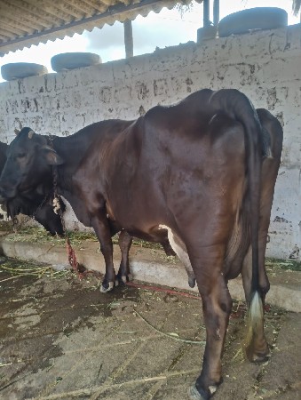 ગાય વેચવાની છે