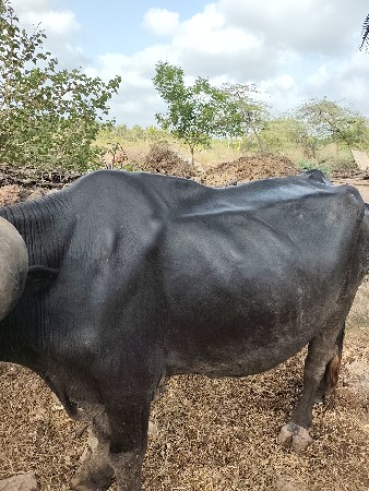 ભેસ બેસવાની સે