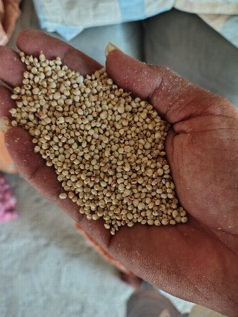 ગુદરી નું બિયારણ
