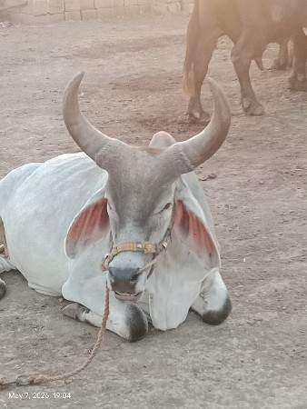બળદ