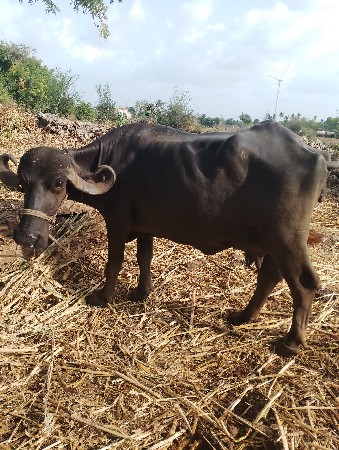 ભેંસ વેચવાની છે