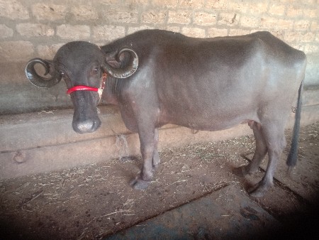 ભેસ