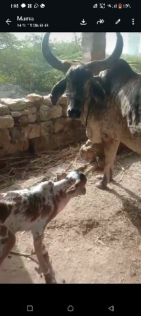 કાવાણી