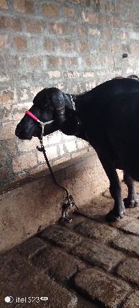 ભેંશ વેસવા ની છે