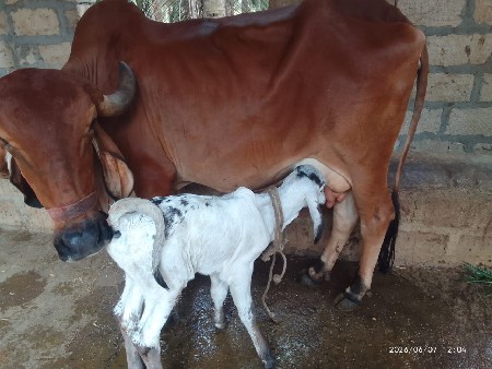 ગાય વેચવાની છે