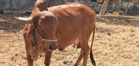 ગીર ગાય