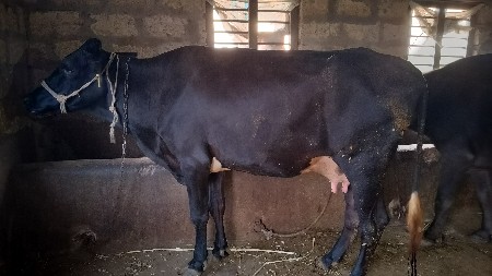 2 h f cow