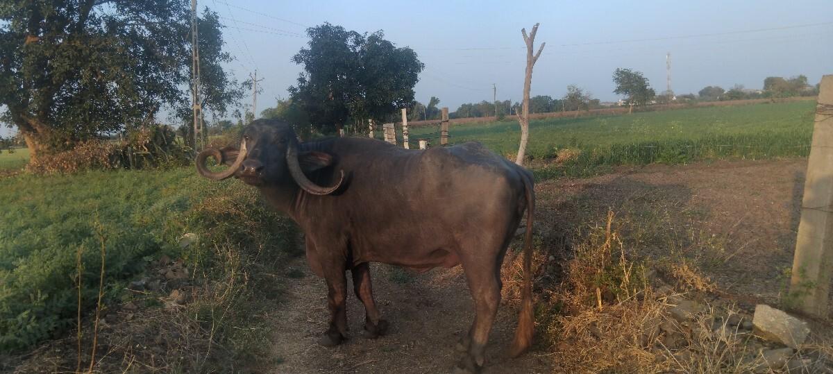 વેસવાનીસે