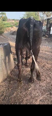 2દિવશ ની વિહાલ