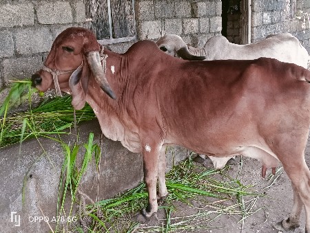 ગીર ગાય વેસવાની સે