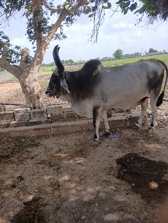 બળદ  વેચવાનો છે