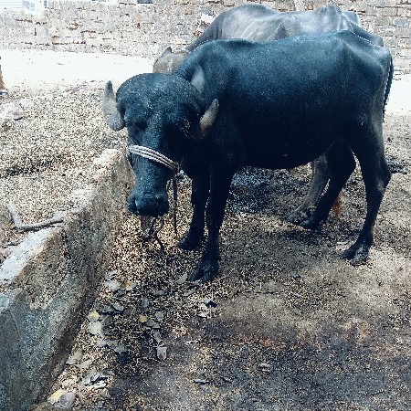 ખડેલી વેચવાની છે ત્રણ વર્ષની થઈ છે