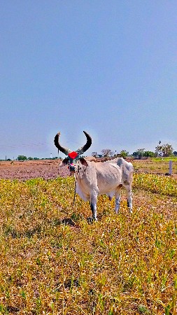 બળદ વેચવાના છે.