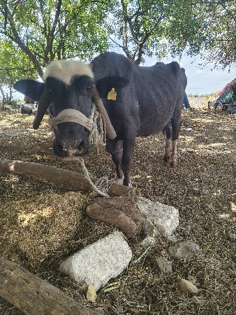 ભેંસ વેચવાની છે ભાઈ