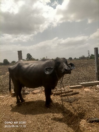 ભેંસ વેચવાની છે.