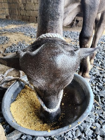 જાફરાબાદી પાડી વેશવાની છે.