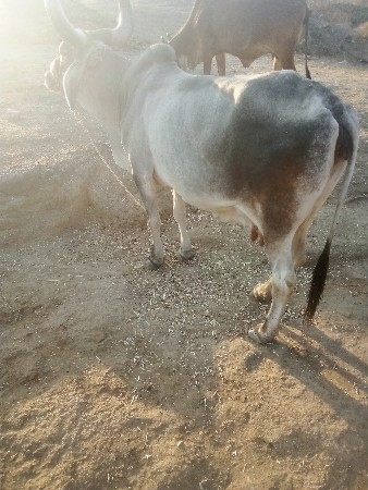 3 વેતર ની છે 6 મહિનાની ગાભણ