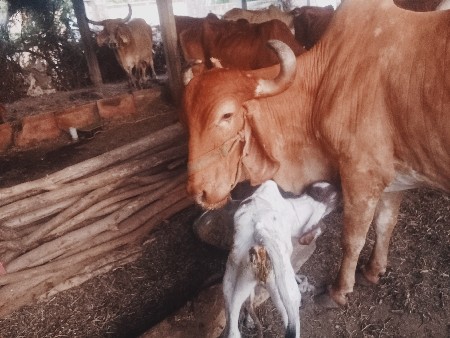 ગાય વેચવાની છે