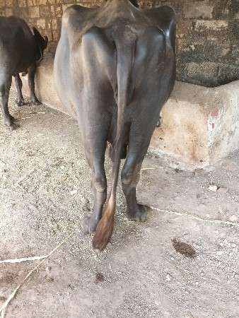 ભેસ