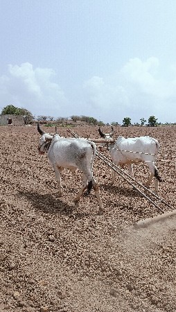 ગોધલા વેચવા ના છે....