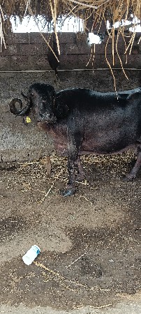 ભેંસ વેચવાની સે