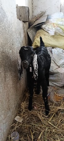 ચાર બકરીયુ વેચવાની છે