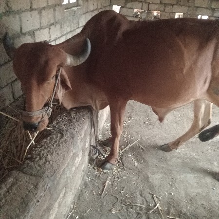 બળદવેસવાનોછે