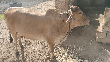 ગાય વેચવાની છે
