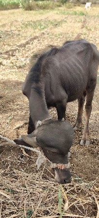 vechvqnivchhe