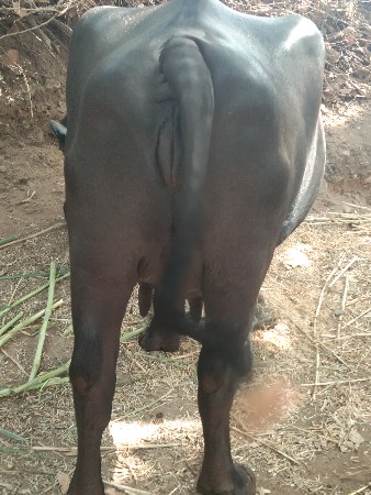 ભેસ વેચવાની છે.