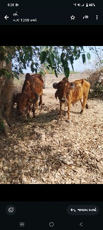 બળદ વેચવાના છે